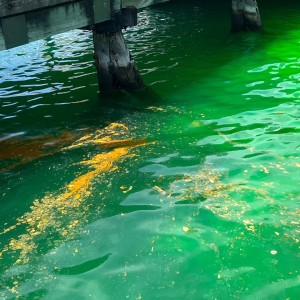 Some type of orange chemical floating on top of sea water in Wellington harbour
